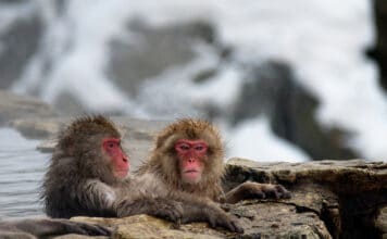 Japonské opice v horkých pramenech
