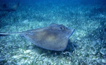 Shark Ray Alley Belize