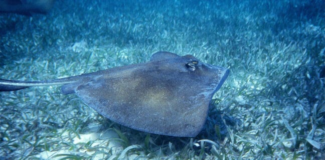 Shark Ray Alley Belize