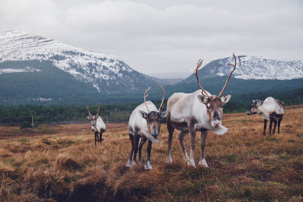 speciality nomádů Laponsko