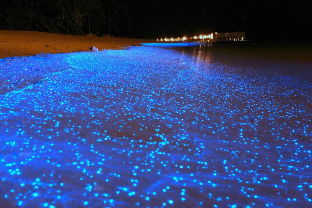 v noci modře světélkují bioluminiscence