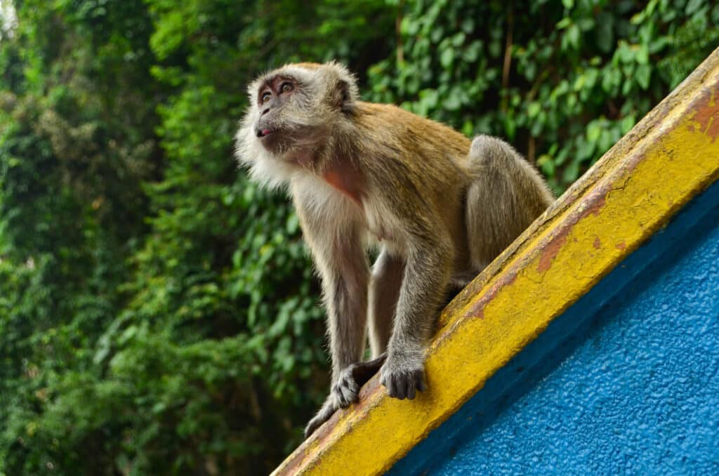 Batu caves