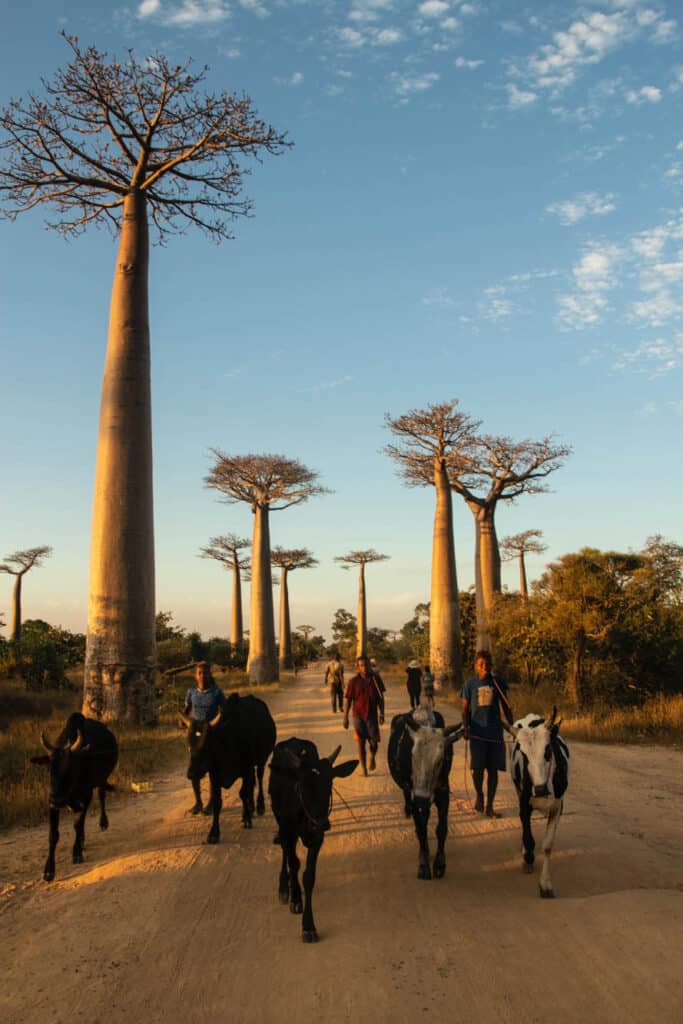 Alej baobabů Madagaskar