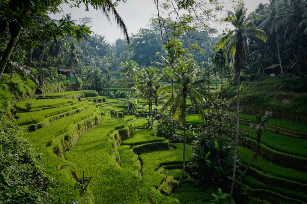 Nejlepší nejhorší období Bali