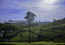 Rodiště světoznámého čaje. Lipton’s Seat patří k nejlepším vyhlídkám Srí Lanky Lipton’s Seat patří k nejlepším vyhlídkám Srí Lanky