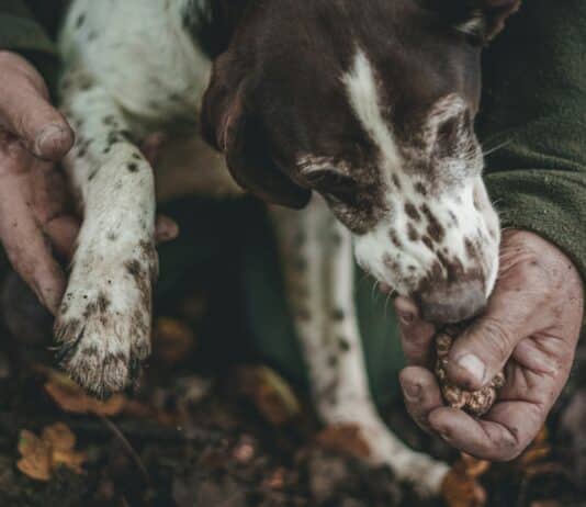 Řemesla, víno a lanýže. Severní Itálie sází na ruční práci Lanýže Itálie