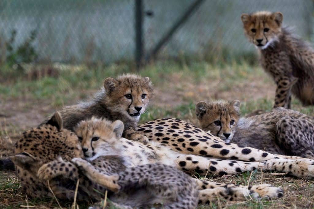 Gepard